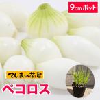 te... рассада лук репчатый рассада peko Roth Mini tama лук-батун 9cm pot реальный сырой рассада овощи рассада 