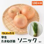 【予約受付中】 早生 たまねぎ苗 約100本束 ソニックまたは七宝 タマネギ苗 抜き苗 【野菜苗 培土 種 】 【ガーデニング】 【家庭菜園】