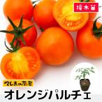 ショッピングトマト 【てしまの苗】ミニトマト苗　オレンジパルチェ　9ｃｍポット　断根接木苗