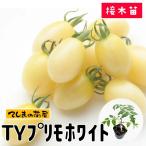 [.... рассада ] мини помидоры рассада TYp Limo белый 9cm pot . корень контактный дерево рассада 