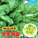 te... рассада . держать ta kana рассада . сырой праздник ..... примерно 4 АО ввод упаковка ботва рассада 