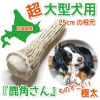 鹿の角 超大型 犬 用  鹿角さん  ものすごい極太根元 約25cm 1本 天然 無添加 北海道産  蝦夷鹿の角 犬のおもちゃ かむおもちゃ エゾ鹿 エゾシカ ツノ デンタル