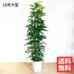 シェフレラホンコンカポック10号法...