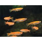 楊貴妃めだかSS稚魚20匹セット楊...