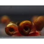 ( организм )re барабан z звуковой сигнал 30 шт + гарантия 3 шт всего 33 шт 