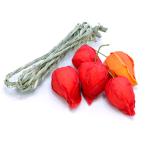  гора один магазин O-Bon украшение O-Bon сопутствующие товары .... искусственный цветок 5 шт . входить B-853