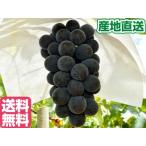  черный свекла ( превосходящий товар ) чёрный ..[2kg коробка (2~3.)]* Yamanashi префектура производство. тщательно отобранный виноград 