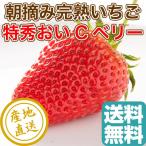  клубника фрукты Fruits....C Berry специальный отбор .. для 2 упаковка ввод коробка 1 упаковка примерно 420g×2 Shizuoka префектура . талант производство бесплатная доставка прямая поставка от производителя 