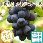  виноград фрукты Fruits превосходящий товар крупный pio-ne2kg коробка 4~6. прямая поставка от производителя бесплатная доставка День почитания пожилых людей осталось жара . видеть Mai . подарок 
