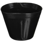  Watanabe . рассада pot 10 штук 15.0cm