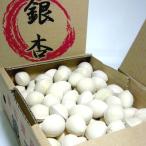 銀杏 ぎんなん 3Lサイズ 約500g 95個前後入り 愛知産 ギンナン お取り寄せ