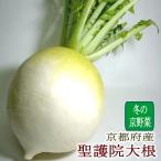 だいこん 聖護院大根 しょうごいんだいこん 大玉 2Lサイズ 1個  京都府産 京野菜 |淀大根 丸大根