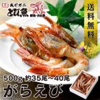  местного производства Fukui префектура производство Echizen ....500g примерно 35-40 хвост Япония море рисунок креветка рисунок море .toge The ko креветка . лет .. sashimi OK сырой еда возможно рефрижератор бесплатная доставка 