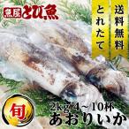 アオリイカ 2kg (4-10杯) 国産 若狭湾 あおりいか 生食可 お刺身用 イカ 若狭小浜 朝どれ新鮮 水揚げ次第発送 送料無料 泥障烏賊 烏賊 泥障 焼きイカ 福井県