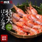  очень большой креветка Botan shrimp . держать довольство 1kg (16 из 20 хвост передний и задний (до и после) ). sashimi сырой еда возможно соль жарение небо .......... бесплатная доставка 