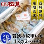 [ 水揚次第発送 ]  ≪ 産地直送 ≫ モンゴウイカ 1kg(2〜6杯) 朝どれ新鮮 紋甲いか イカ いか 烏賊 モンコイカ コウイカ  【同梱不可】 monkouika1kg