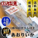 アオリイカ 親 あおりいか 1尾(900g以上) 若狭小浜 朝どれ新鮮 水揚げ次第発送 送料無料