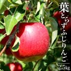  Aomori яблоко l Aomori префектура производство . сырой яблоко есть перевод 2.5kg(6~12 шар )