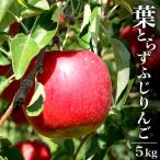  Aomori яблоко l Aomori префектура производство . сырой яблоко есть перевод 5kg(13~20 шар )