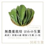 [ domestic production production direct ] west root. forest loquat. leaf 25 sheets | set cat pohs delivery l... leaf biwa. leaf loquat biwa.. direct delivery from producing area Miyagi prefecture production 