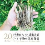 【山菜 行者にんにく 苗】西根の森 行者にんにく 苗根 7年~8年物 20本｜ 行者ニンニク 苗木 栽培 ガイド付き