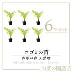 [2025 год в продаже натуральный дикоросы ko мусор рассада ] запад корень. лес натуральный дикоросы. рассада ko мусор. pot рассада 6шт.@l...ko мусор ......sida растения дикоросы саженец 