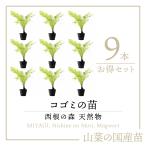 [2025 год в продаже натуральный дикоросы ko мусор рассада ] запад корень. лес натуральный дикоросы. рассада ko мусор. pot рассада 9шт.@l...ko мусор ...... дикоросы саженец 