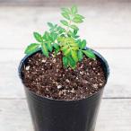 [2025 отчетный год 11 месяц сверху . из последовательный отправка ] запад корень. лес плоды зантоксилума. рассада .. person гид имеется l плоды зантоксилума. саженец плоды зантоксилума san ... reference рассада саженец pot рассада pot 