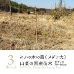 [2025 год в продаже ] дикоросы треска. дерево . нет саженец большой размер (50~80cm) 3шт.@l треска noki... .... дерево женщина .... нет треска. . рассада 