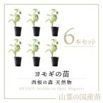 [2025 отчетный год в продаже натуральный дикоросы yomogi рассада ] запад корень. лес натуральный дикоросы. рассада yomogi. pot рассада 6шт.@l.... дикоросы саженец l культивирование гид имеется 