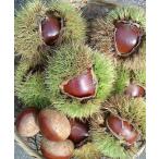  местного производства очень большой крупный сырой каштан 800g серебряный .