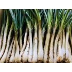 [ бесплатная доставка ]tokala ряд остров Special производство . способ остров rakkyou ( земля имеется 1kg)