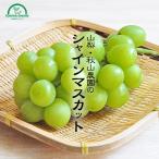 シャインマスカット 3kg 5~6房 山梨 産地直送 贈答 ギフト 早期 予約 敬老の日 お彼岸 お供え 進物 果物 贈り物 秋山農園 エコファーマー 減農薬
