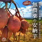 安納芋 安納紅 プチ 5kg 訳あり 種子