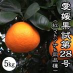 愛媛果試第28号 5kg 紅まどんな 同品種 みかん 送料無料 ノーワックス 箱買い 農園直送 愛媛 八幡浜産 産地直送 マルナカ農園