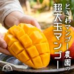  супер большой шар манго подарок подарок на Bon Festival 1 шар входить 600g и больше Okinawa .. для Special превосходящий товар бесплатная доставка Okinawa производство Ishigakijima сельское хозяйство . прямая поставка .. подарок подарок фрукты фрукты время . манго сельское хозяйство .