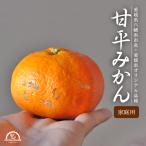 ショッピング甘平 甘平 訳あり 10kg 【500g増量中】 みかん 送料無料 愛媛 八幡浜 家庭用 農園直送 産地直送 ノーワックス マルナカ農園