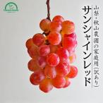  sunshine красный есть перевод 1kg 2~4. для бытового использования Yamanashi сельское хозяйство дом прямая поставка прямая поставка от производителя фрукты осень гора сельское хозяйство .