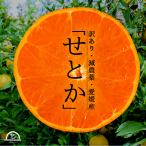 せとか みかん 訳あり 10kg 愛媛 減農薬 ワックス 防腐剤不使用 柑橘 家庭用 箱買い 産地直送 農園直送 木下農園