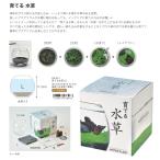 水草 種 Diy 工具の人気商品 通販 価格比較 価格 Com
