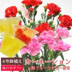 【母の日ギフト5/10にお届け】カーネーション鉢植えとフルーツゼリーセット （カーネーション ゼリー オリジナルボックス入り) / 生花 レッド ゼリー