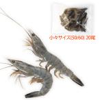  ангел. море . маленький . размер 20 хвост небольшое количество .( стандарт :50/60)