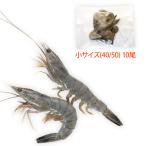  ангел. море . стандарт размер 10 хвост небольшое количество .( стандарт :30/40)