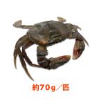  soft ракушка Club один шт ( примерно 70g/ шт )