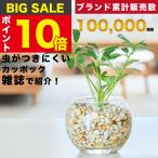 [ распродажа результаты 10,000 шт прорыв ]kapok декоративное растение подлинный товар Mini Tokyo .. земля ... нет Mini декоративное растение маленький салон ..... гидропоника 