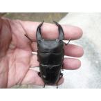 【新成虫】Ａ-ＬＩＮＥ　♂７６．０ｍｍ　♀４９．５mm　ペア　ちょい訳　【エッジの効いた極顎太系】　国産オオクワガタ　新成虫　未使用