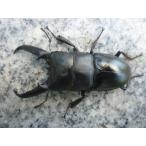 イキヒラタクワガタ　長崎県壱岐産　♂６８．０mm　観賞用　単品　新成虫　未使用