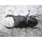 【新成虫】久留米産　♂７５．０ｍｍ　♀４８．５ｍｍ　ペア　国産オオクワガタ　新成虫　未使用 【漆黒の極・美形】