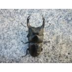 [ слегка перевод ] Kurume производство *82.5mm местного производства oo рогач новый взрослое насекомое не использовался 