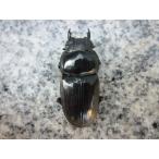 [ весна желтохвост OK] Kurume производство *47.5mm одиночный товар местного производства oo рогач новый взрослое насекомое не использовался [ лаковый чёрный. высшее * прекрасный форма ]